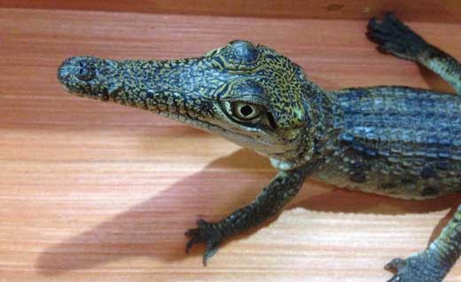 phs croc